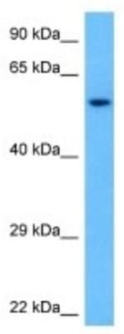 MSL3L1 Rabbit anti-Mouse, Polyclonal, Novus Biologicals:Antibodies:Primary
